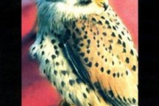 Kestrel's Eye poster