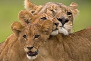 Ma di Tau and two of her cubs