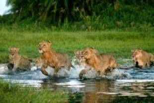 The Duba Island pride