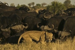 Ma di Tau and the Buffalo