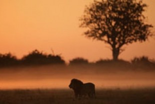The Last Lions