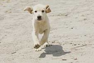 Puppy Marley at the Beach