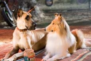 Owen Wilson as Marmaduke and Fergie as Jezebel
