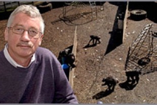 Dr. Frans de Waal and his chimpanzees