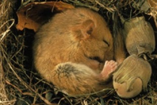 Human Hibernation