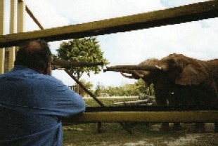 David watching Flora greet other elephants