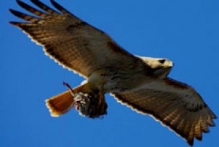 Pale Male