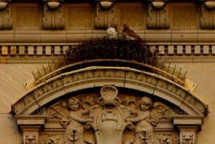 Nest on building