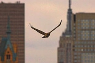 Pale Male