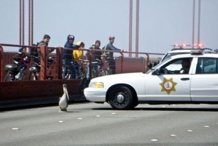 A scene from Pelican Dreams