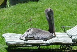 A scene from Pelican Dreams
