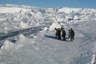 March of the Penguins