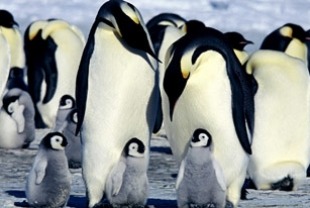 March of the Penguins