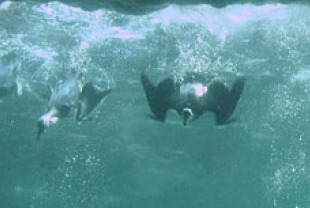 A scene from People of a Feather
