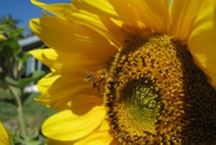 Honeybee in sunflower
