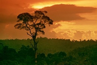 Borneo