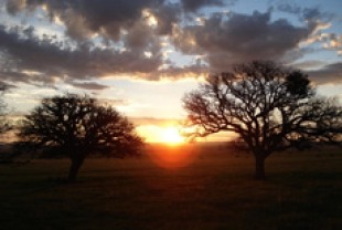 Silent Light