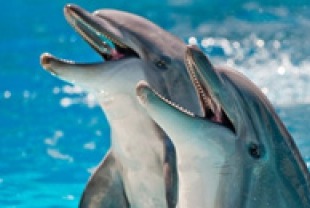 Dolphins
