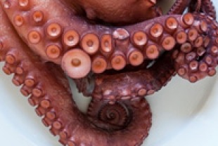 Octopus