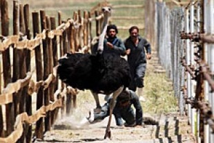 Runaway Ostrich