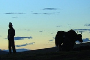 Summer Pastures