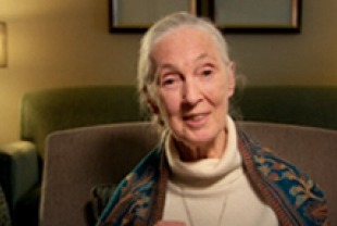 Jane Goodall