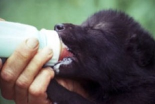 Koani as a pup feeding