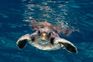 Turtle