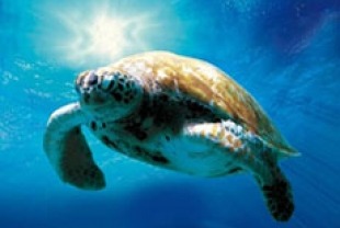 Turtle