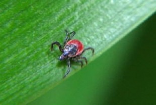 Deer Tick