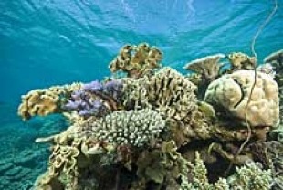 Coral Reefs