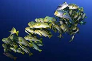 School of Fish