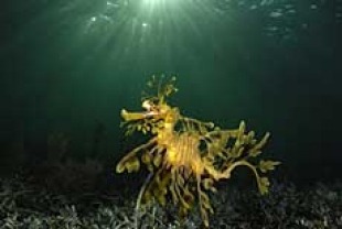 Leafy Sea Dragon