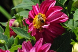 Bee on pink flower