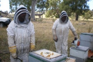 Beekeepers