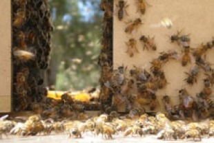 Bees gathering