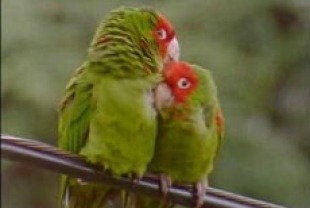 Parrots of Telegraph Hill