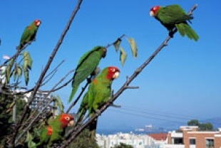 Parrots of Telegraph Hill